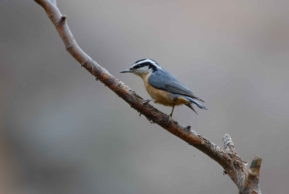 red, breasted, nuthatch, branch