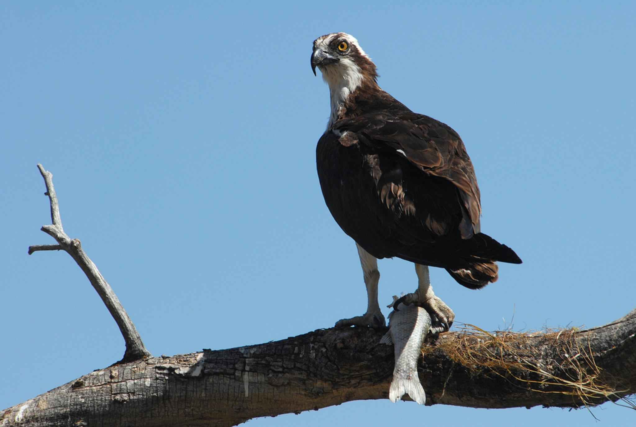 Free photograph; osprey, bird, close, pandion, haliaetus