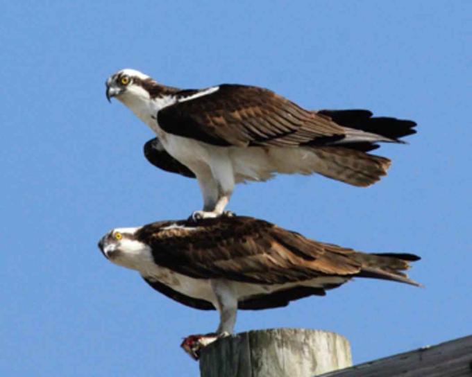 birds, ospreys, one, top, onother
