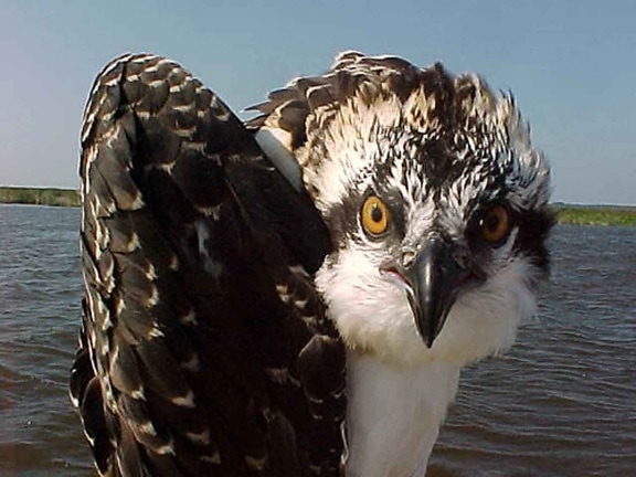 Osprey, pasăre, sus, pandion haliaetus