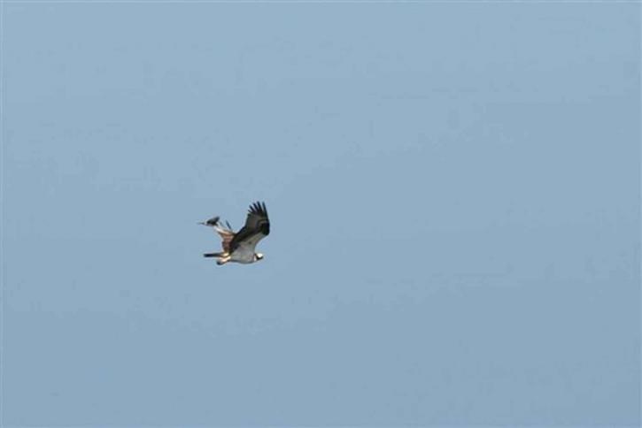 Águia-pescadora, pássaro, voando, céu limpo, azul, pandion haliaetus