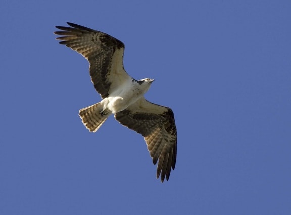 osprey, bird, flight