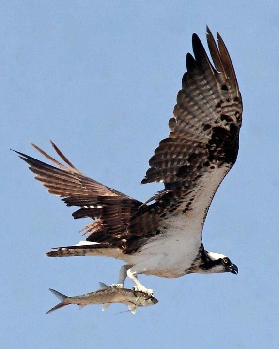 Osprey, pasăre, zbor, sus, pandion haliaetus