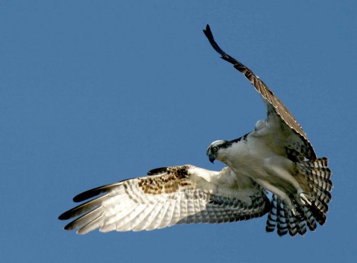 Osprey, pájaro, vuelo, datos, imagen, pandion haliaetus