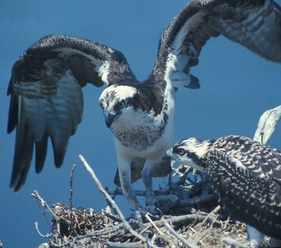 osprey, bird, nest, pandion haliaetus