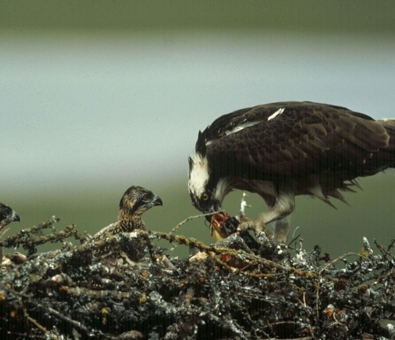 osprey, bird, nest, chick, pandion haliaetus
