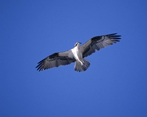 Águia-pescadora, voando, céu, pandion haliaetus