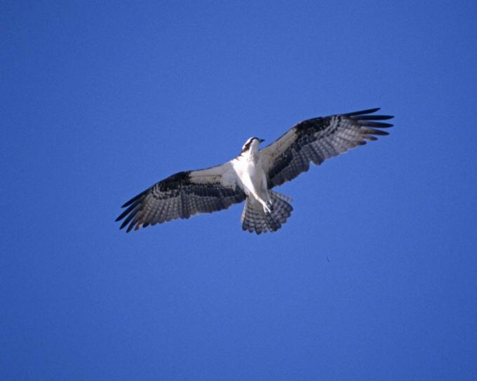 Osprey, repülő, ég, pandion haliaetus