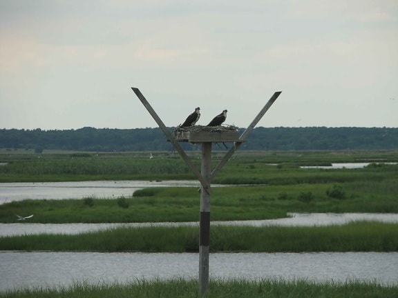 pair, osprey, birds, pandion haliaetus, nesting, wetlands, area