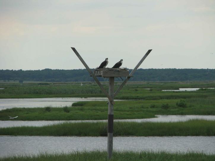 pair, osprey, birds, pandion haliaetus, nesting, wetlands, area