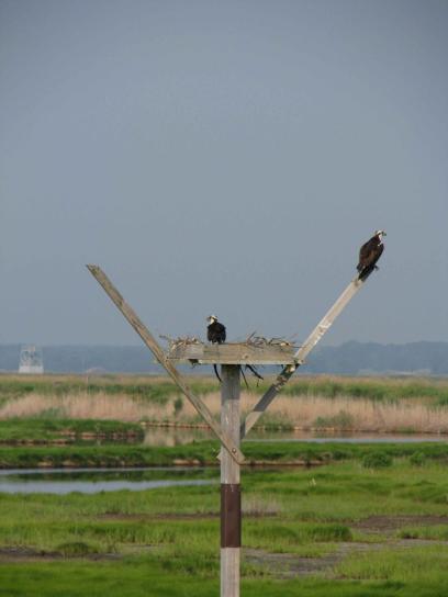 pair, osprey, pandion haliaetus, nest