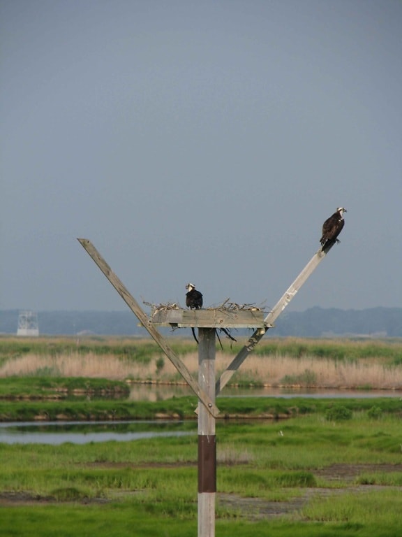 pair, osprey, pandion haliaetus, nest