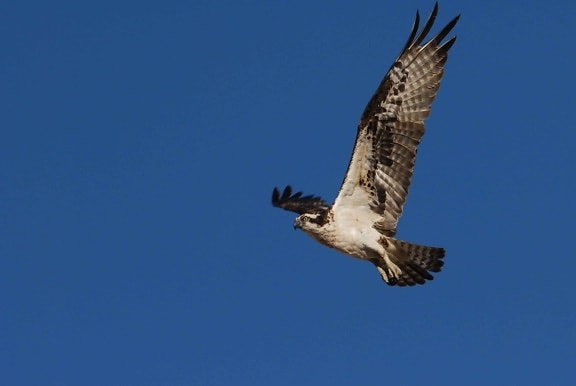 pandion haliaetus, osprey, bird, flight
