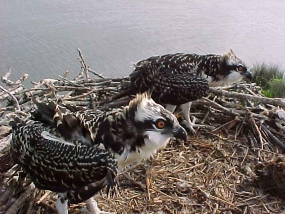 two, young, osprey, birds, nest, pandion haliaetus