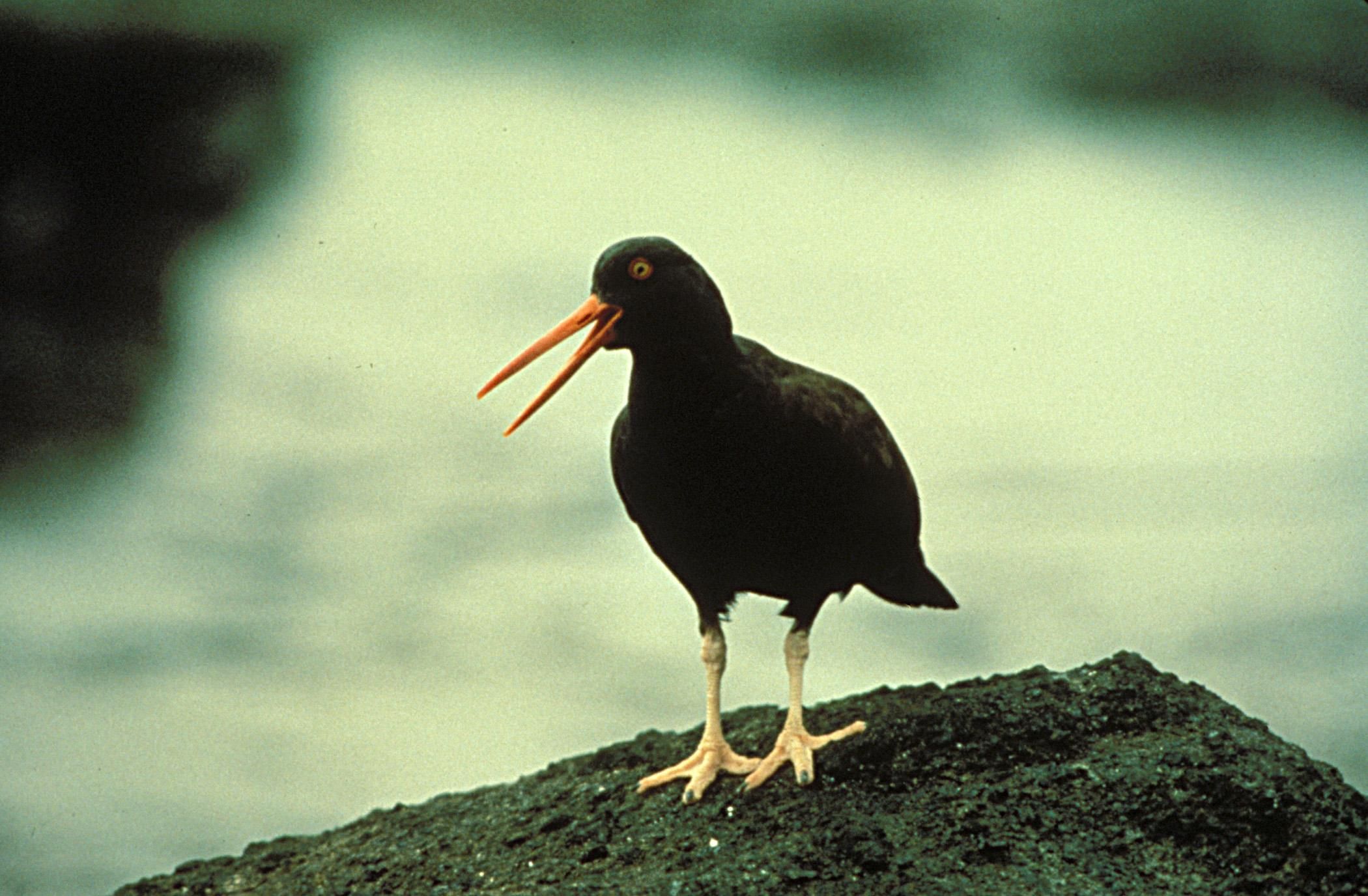 ένα μαύρο πουλί πρωκτικό σεξ με μια ιερόδουλη