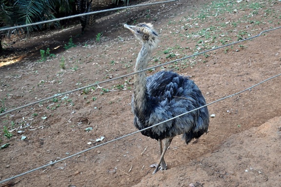 up-close, ostrich, bird