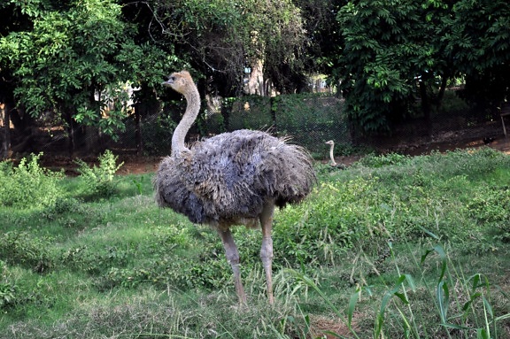 female, young, ostrich, bird, zoo