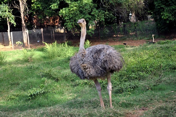 male, young, ostrich, bird