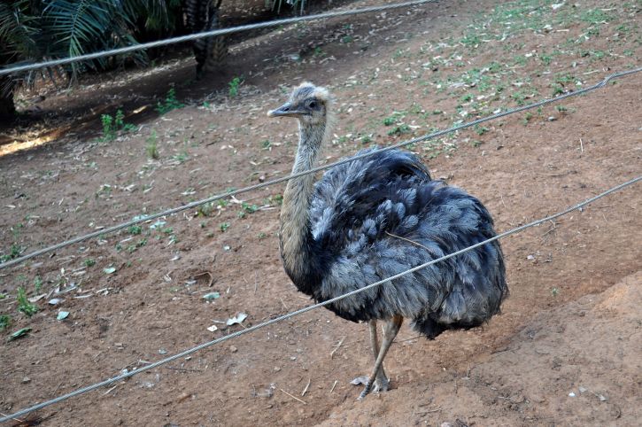 ostrich, bird, zoo, park
