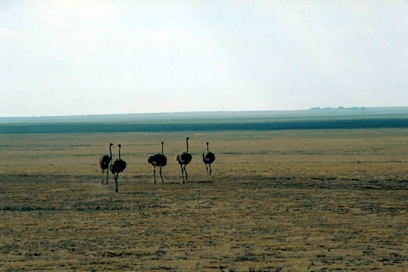 avestruz, flightless, pájaros, Struthio camelus