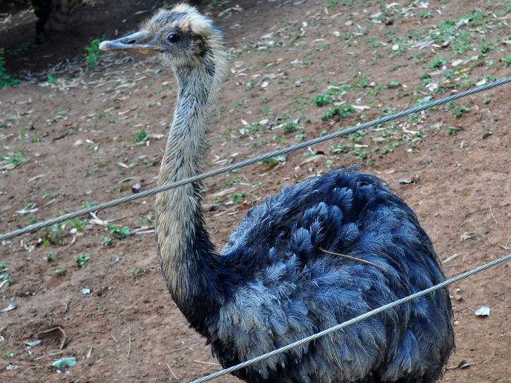 young, ostrich