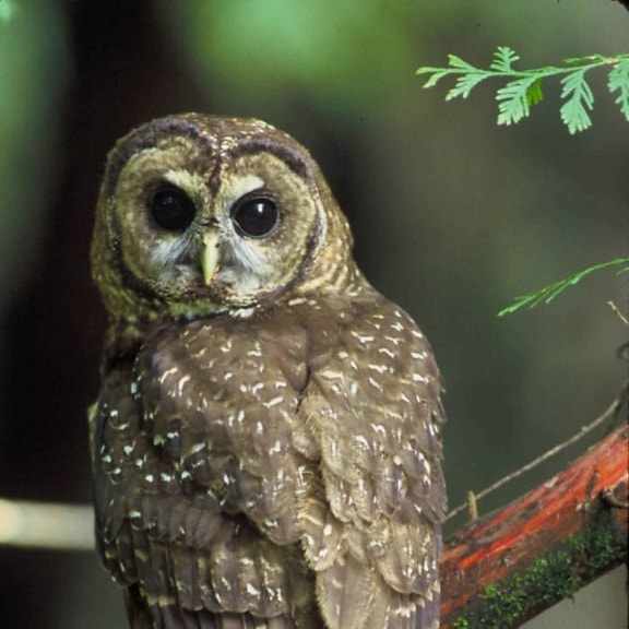 northern spotted, owl, bird