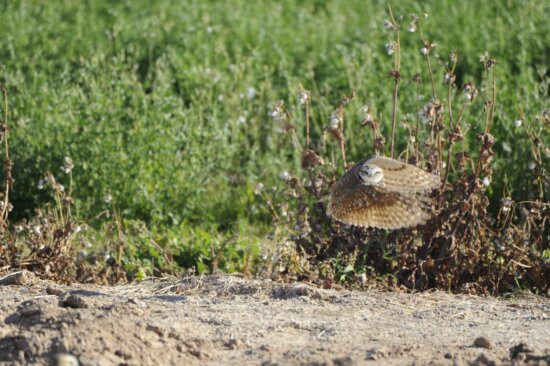 athene cunicularia hypugea, owl, burrowing