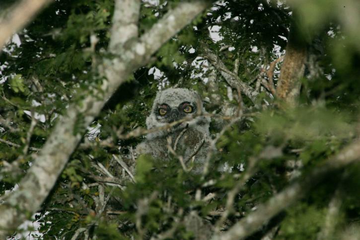 baby, owl, tree