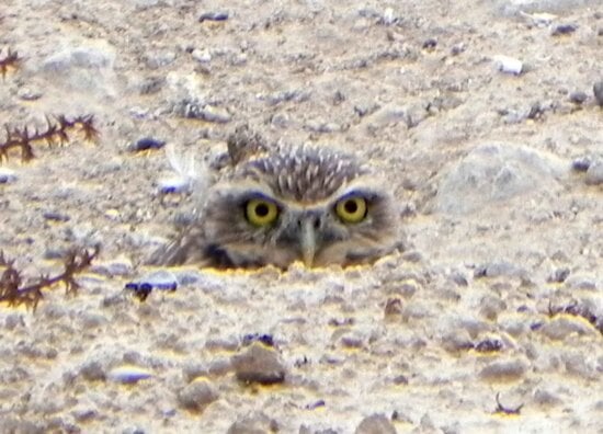 burrowing, owl, athene, cunicularia, nest, burrow, ground