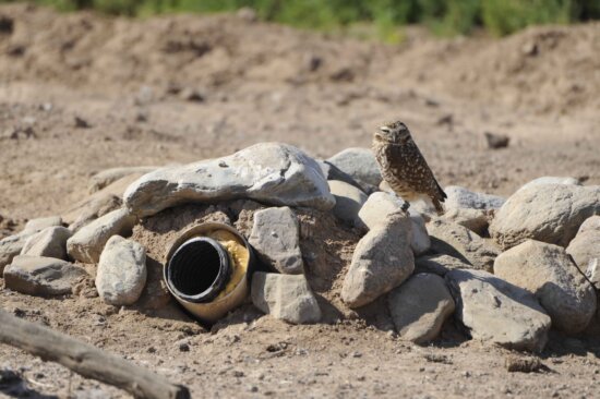 burrowing, owl, outside, one, artificial, burrows