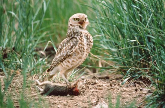 burrowing, owl, distinctive, yellow, eyes, holding, prey