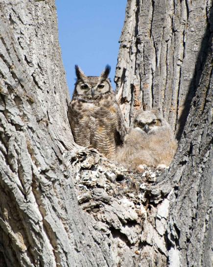 great, horned, owl, chick, tree, bubo virginianus