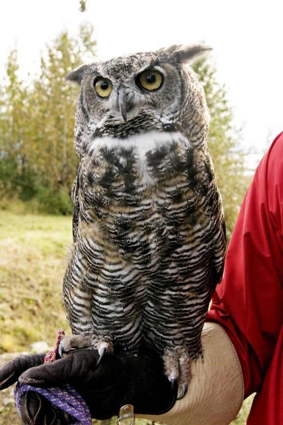 suuri, sarvipäinen, owl, bubo virginianus