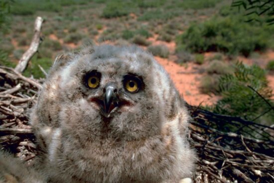 great, horned, owl, chick