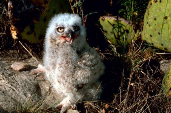 great, horned, owl, chick, bubo virginianus