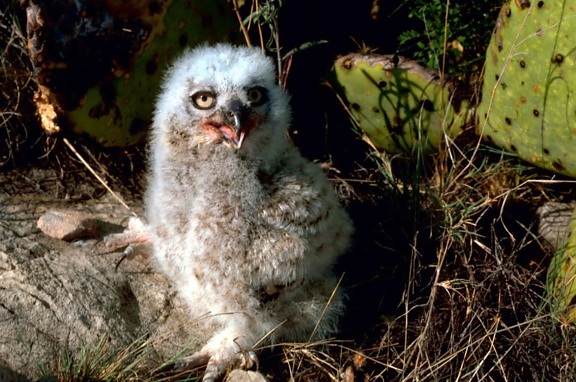 great, horned, owl, chick, bubo virginianus