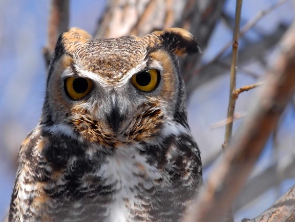 great, horned, owl, up-close, head, bird, bubo virginianus