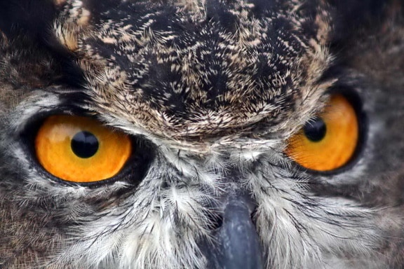 Tuyệt vời, có sừng, owl, đôi mắt, ký-đóng, bubo virginianus