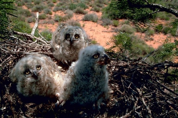 three, horned, owl, chicks, nest