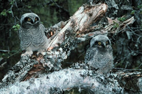northern hawk, owl, chicks, surnia ulula