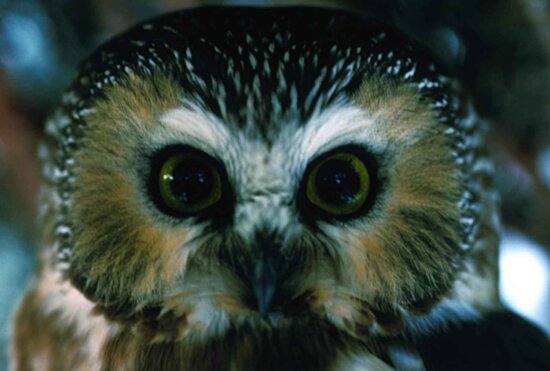 northern saw, whet, owl, bird, up-close, head, aegolius acadicus