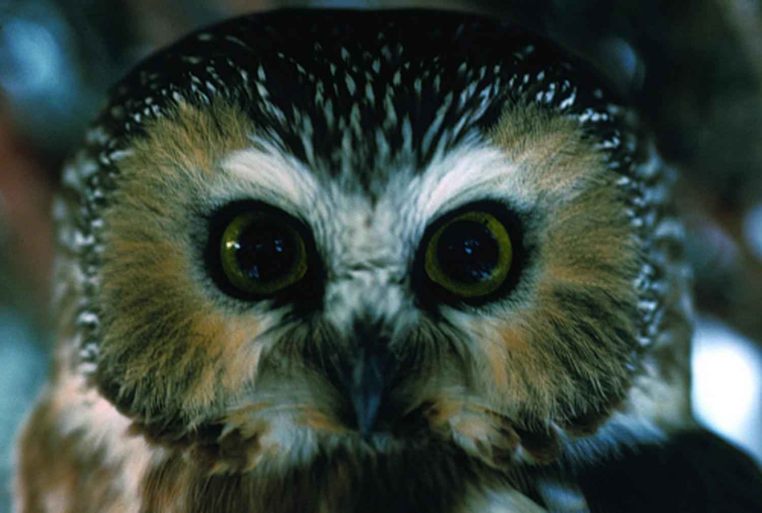 Free picture: northern spotted, owl, bird, up-close, strix occidentalis ...