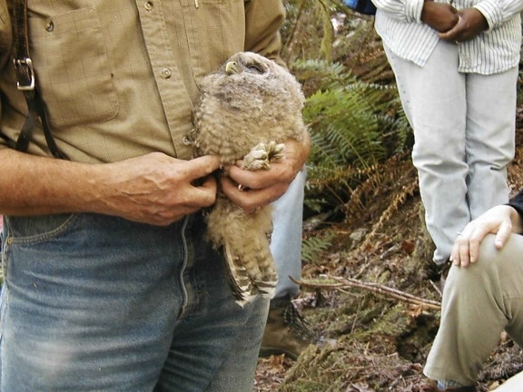 northern spotted, owl, banding