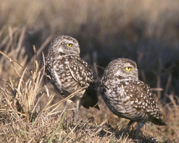 two, burrowing, owls, birds