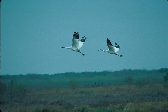 pair, whooping, cranes, birds, flight
