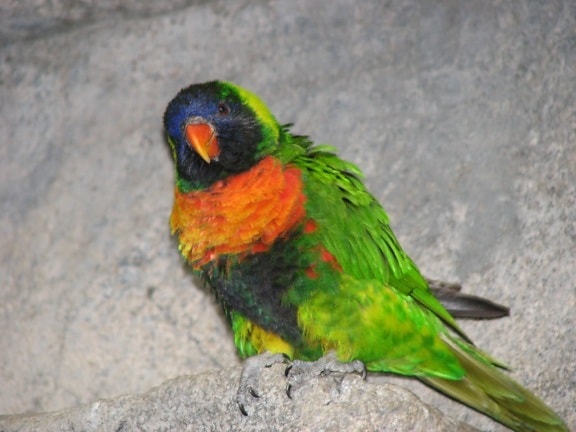 Australische König Papagei