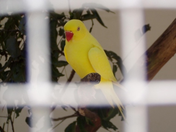 bird, jail