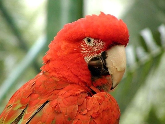 pták, červená, papoušek