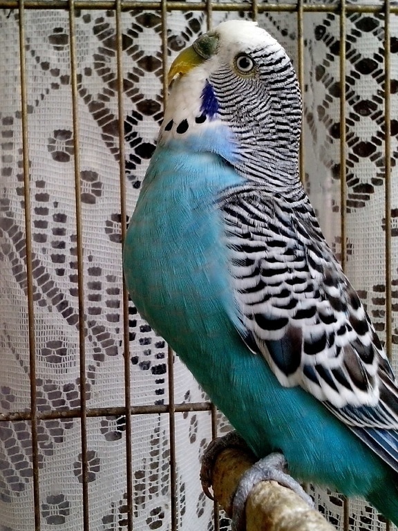 perroquet domestique, oiseau, bleu, cage