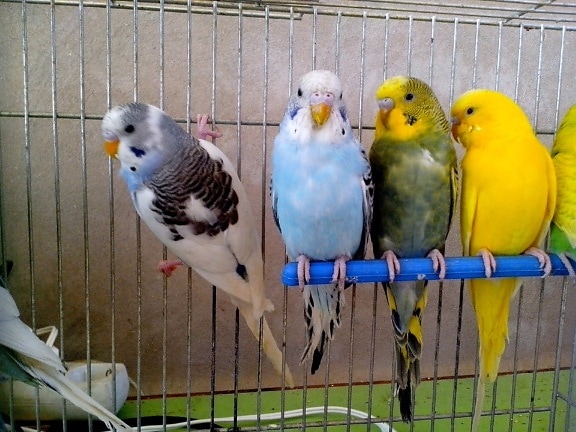 modrá, žltá, zelená, papagáje
